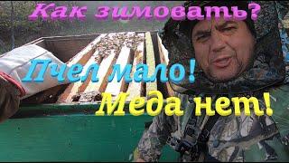  МЕДА НЕТ и МАЛО ПЧЕЛ как зимовать..? Зимуем 100%! #пчеловодство1