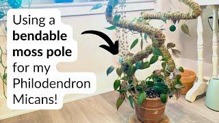 Trying a 〰bendable〰 moss pole | My Philodendron Micans needs support! 🪴