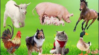 Lovely Animal Moments: Horse, Pig, Cat, Dog, Cow, Chicken, Sheep, Rabbit - Animal Videos