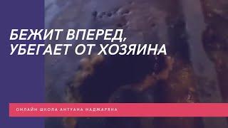 Питомец рвался вперёд, убегал от хозяина до обучения в Школе Антуана Наджаряна #воспитаниесобак
