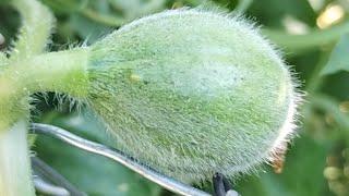 SO SO SO MANY POLLINATED CANTALOUPE!! ITS MELON SEASON IN MY GARDEN!! WHAT A LUCKY GIRL I AM!!