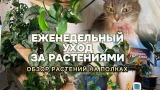 Еженедельный уход за комнатными растениями, обзор растений