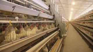 How does a modern poultry farm work? | GREAT FARM