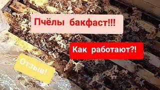 Как работают пчёлы Бакфаст?! Отзыв в содержание пчёл бакфаст!