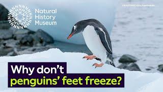 Why don't penguins' feet freeze? | Surprising Science