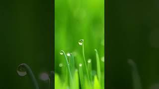  417 HZ PURE TONE  SOLFEGGIO FREQUENCY  #shorts