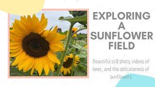 STERINO FARMS|SUNFLOWER FIELD|RELAXATION|AGILESLIFEFORME