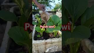 pupuk organik sawi#shorst #gardening #garden #fypyoutube
