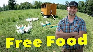 Farm Animals that Work?  Chickens love to Sanitize and Fertilize Pastures!