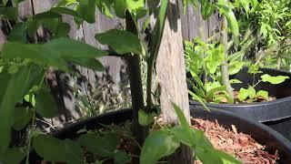 Sugar Cane Jujube Fruit Tree From Air-Layer