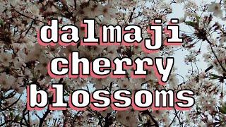  BUSAN KOREA VLOG | Cherry Blossoms on Dalmaji Hill