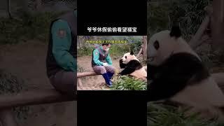 福宝小公主捣蛋的一天5 | 熊貓日常 | 國寶熊貓 #panda