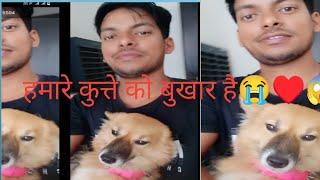 Pomeranian dog price in India 2024 | Teacup dog price in India | Cute Puppies Price in Kolkata #cute