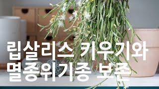 립살리스 키우기와 선인장 특징, 멸종위기 종 보존 역할을 할 수 있는 실내 식물키우기