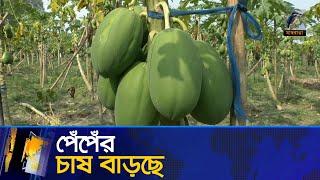 বি/ষ মুক্ত পেঁপেঁ চাষ বাড়ছে | Maasranga News