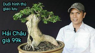 Kỹ thuật làm bonsai của tôi (tập29), giao lưu cây cảnh, Tây Sơn, Bình Định