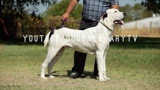 ALABAI DOGS THE GREAT CENTRAL ASIAN SHEPHERDS