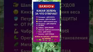  ВАЖНО! КАКАЯ ЗЕЛЕНЬ ЗА ЧТО ОТВЕЧАЕТ – ЗДОРОВЬЕ НА ТАРЕЛКЕ
