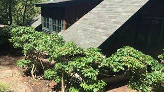 Japanese Style Pruning of a Viburnum