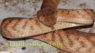Code Brown- New Undies- Another Snake in the Shed
