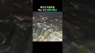 메기가 우글우글~ 어느 푸켓 연못가에서 #푸켓 #메기  #태국푸켓