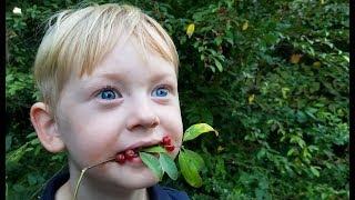 Making Fruit Leather from Wild Berries - Foraging Wild Edibles - Autumn Olives