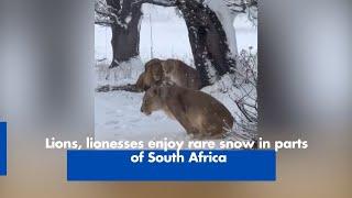 Lions, lionesses enjoy rare snow in parts of South Africa youtube