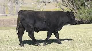 Pentire Texas T11 Lot 14 Pentire Angus 11th Annual Sale 14th August 2023 noon