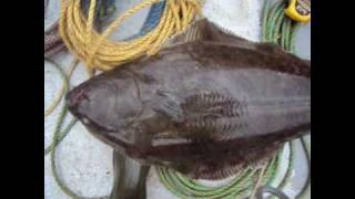 Halibut Fishing on the F/V Corea Choice