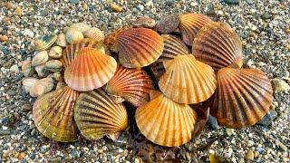 Coastal Foraging for Scallops, Clams, Cockles in the RAIN!!! Family beach cookup | The Fish Locker