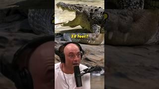 Encountering 28-foot crocodiles in the Wild - Joe Rogan and Kelly Slater  #JRE