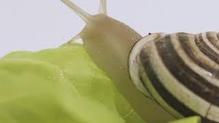 What’s Faster Than This Snail? | Wing Phone Service