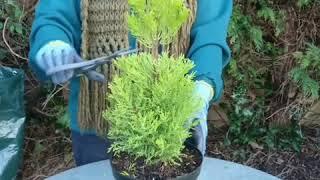 Topiary clipping shaping Gold Crest potted conifer