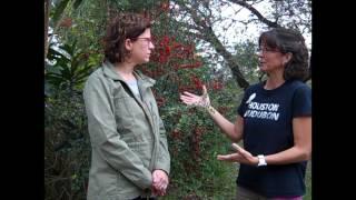 Native Plants for Birds with Houston Audubon