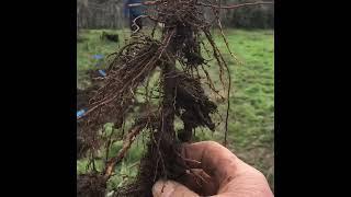 Managing diversity-plantings, at the homestead level, with the Agrarian Sharing Network.