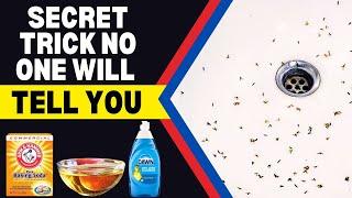  Sink FULL of Drain Flies? Try THIS Easy Trick! 
