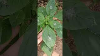 Planta alimentícia não convencional PANC
