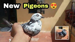 I bought new 2 pigeons  | roller pigeon new pair | karna pura | Pr Pigeons