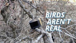 Sound Piece | Birds Aren't Real