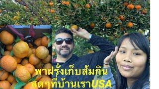 Thai wife picking orange  with husband at they house in USA  so much fun & good time19/12/2020