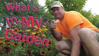 What's In My Garden ? Where Do All The Plants I Buy Go ?