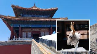 北京故宫神武门再次开放，两层楼全开！内有古希腊克里特岛文物展【徐公读城】