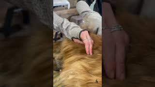 “Olio di gomito ..a 4 mani 🪮🪮” Phoebe  #groomingcats