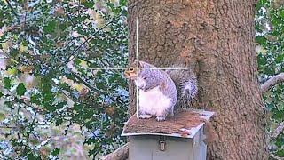 SQUIRREL HUNTING with the WEIHRAUCH HW100