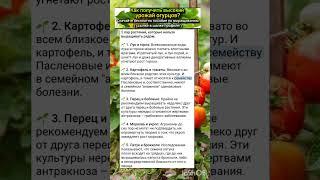 какие овощи не должны быть вместе на грядке?