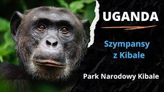 2️⃣ UGANDA  - Szympansy z Kibale