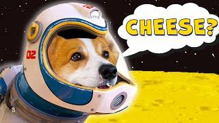 Is the MOON made of CHEESE?! This dog finds out!