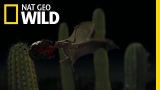 Bats' Desert Fruit Feast | Wings of Life