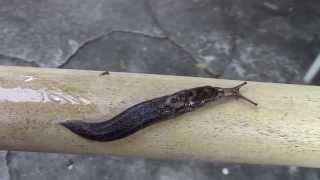 Limax maximus Linnaeus, 1758 Giant Gardenslug