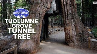 How to make Yosemite's famous tunnel trees a part of your next adventure | Bartell's Backroads